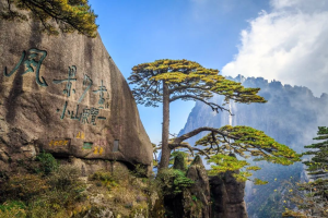 周至县,迎客松,农林科技,有限公司