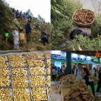 中国乌天麻之乡的匠心坚守：古德生物铸就昭通仿野生天麻种植基地标杆